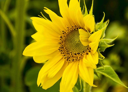 zonne-bloem